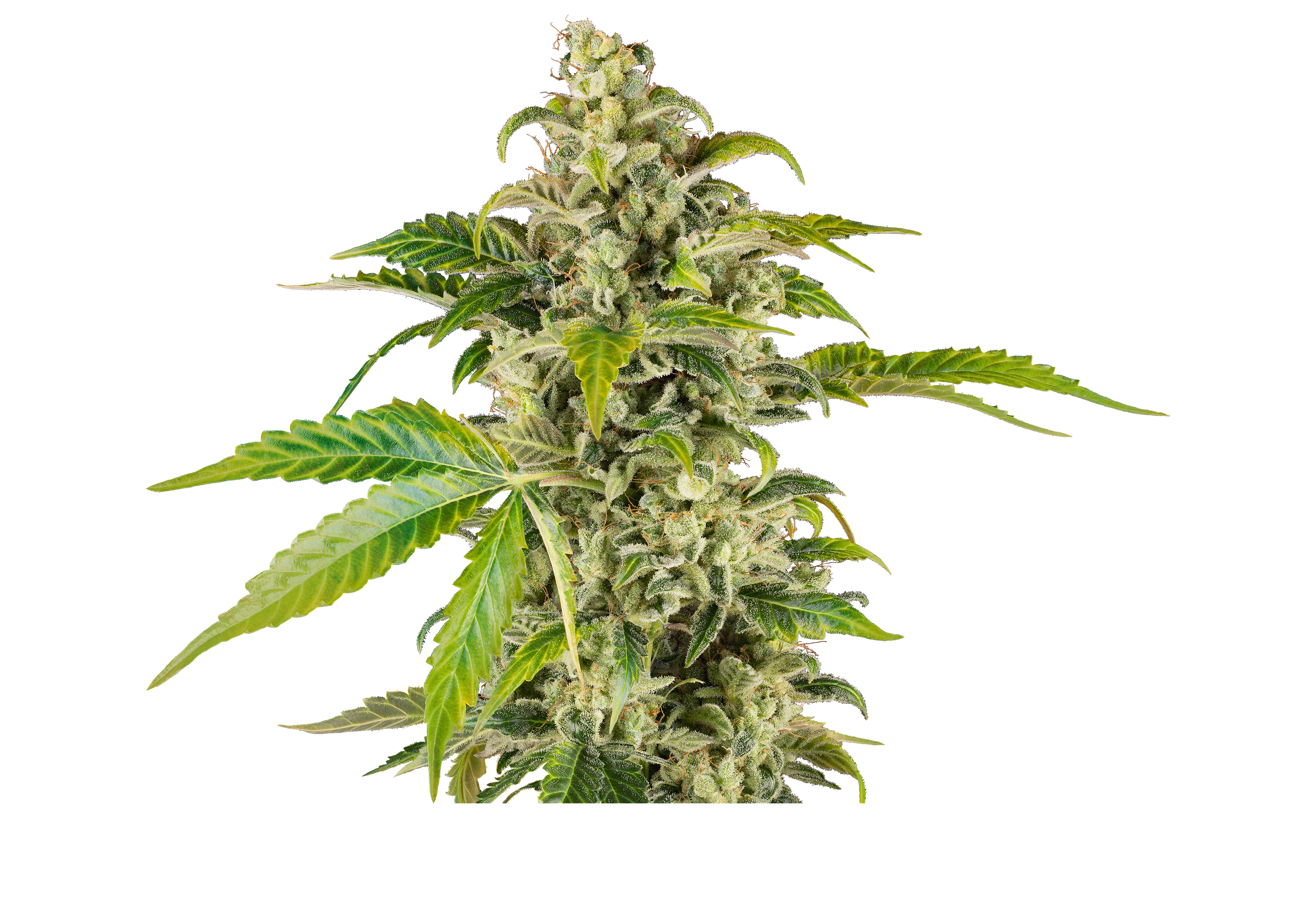 Sweet & Sour Cream Automatic